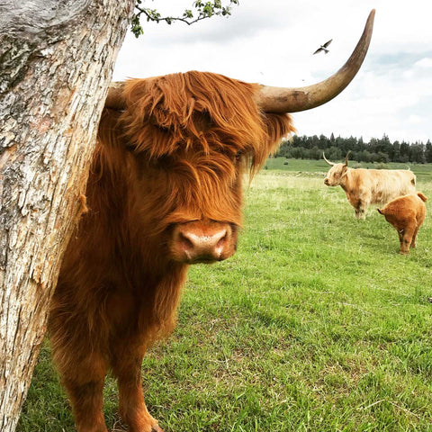 Agatha | Registered Scottish Highland Cow | Olds Souls Farm | Baker City, Oregon
