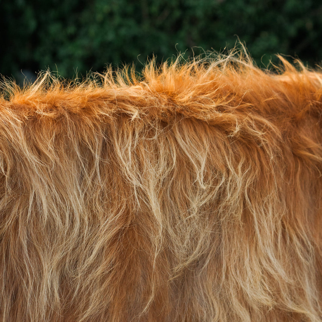 scottish-highland-cow-hide-old-souls-farm-baker-city-scottish