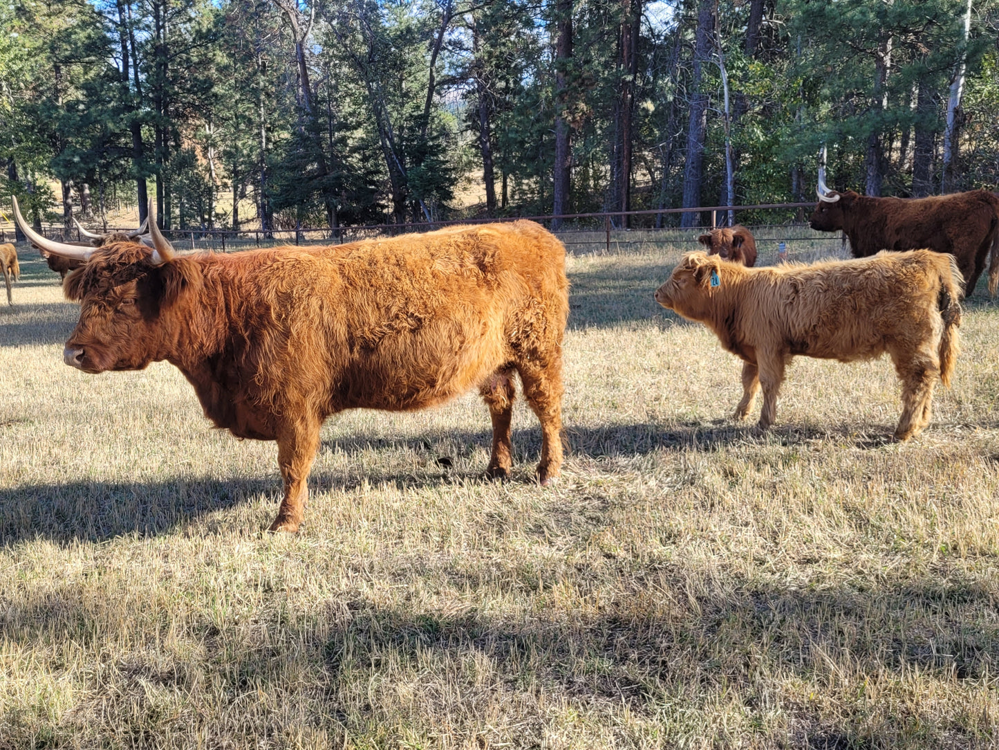 Teddy (Unregistered) + calf