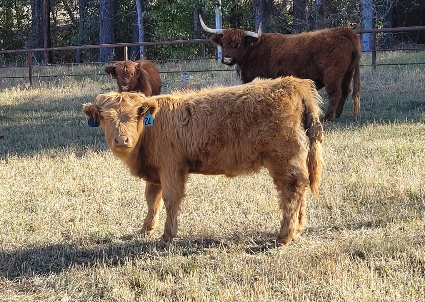 Teddy (Unregistered) + calf