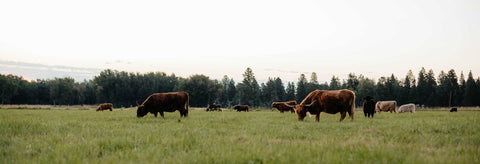 Scottish Highland Cattle Grazing | Olds Souls Farm | Baker City, Oregon