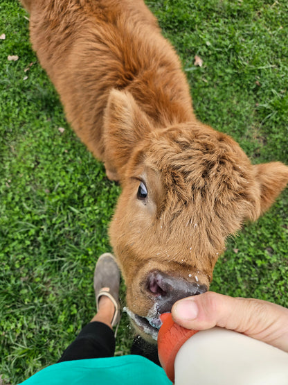 OSF Leith - Bottle Calf