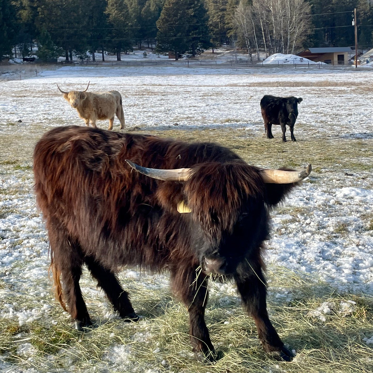 Old Souls Maive + Somerset Brodie Axel (heifer sexed)