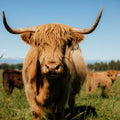 Abby | Registered Scottish Highland Cow | Olds Souls Farm | Baker City, Oregon