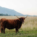 Agatha of Star | Registered Scottish Highland Cow | Olds Souls Farm | Baker City, Oregon