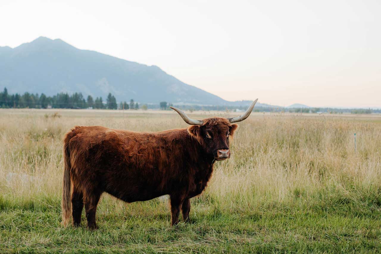 Agatha of Star | Registered Scottish Highland Cow | Olds Souls Farm | Baker City, Oregon