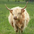 Alba | Unregistered Scottish Highland Cow | Olds Souls Farm | Baker City, Oregon