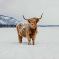 Alice | Unregistered Scottish Highland Cow | Olds Souls Farm | Baker City, Oregon