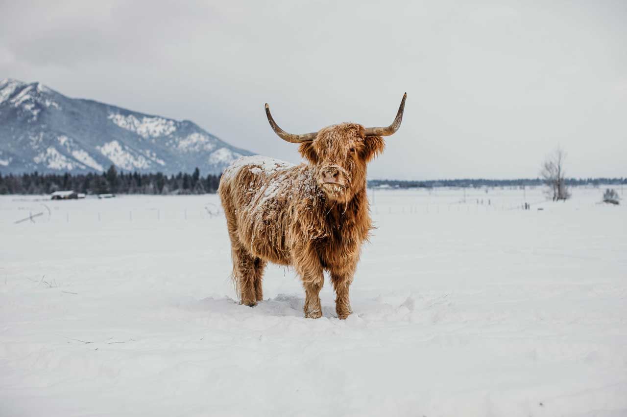 Alice | Unregistered Scottish Highland Cow | Olds Souls Farm | Baker City, Oregon