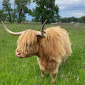 Ally | Registered Scottish Highland Cow | Olds Souls Farm | Baker City, Oregon
