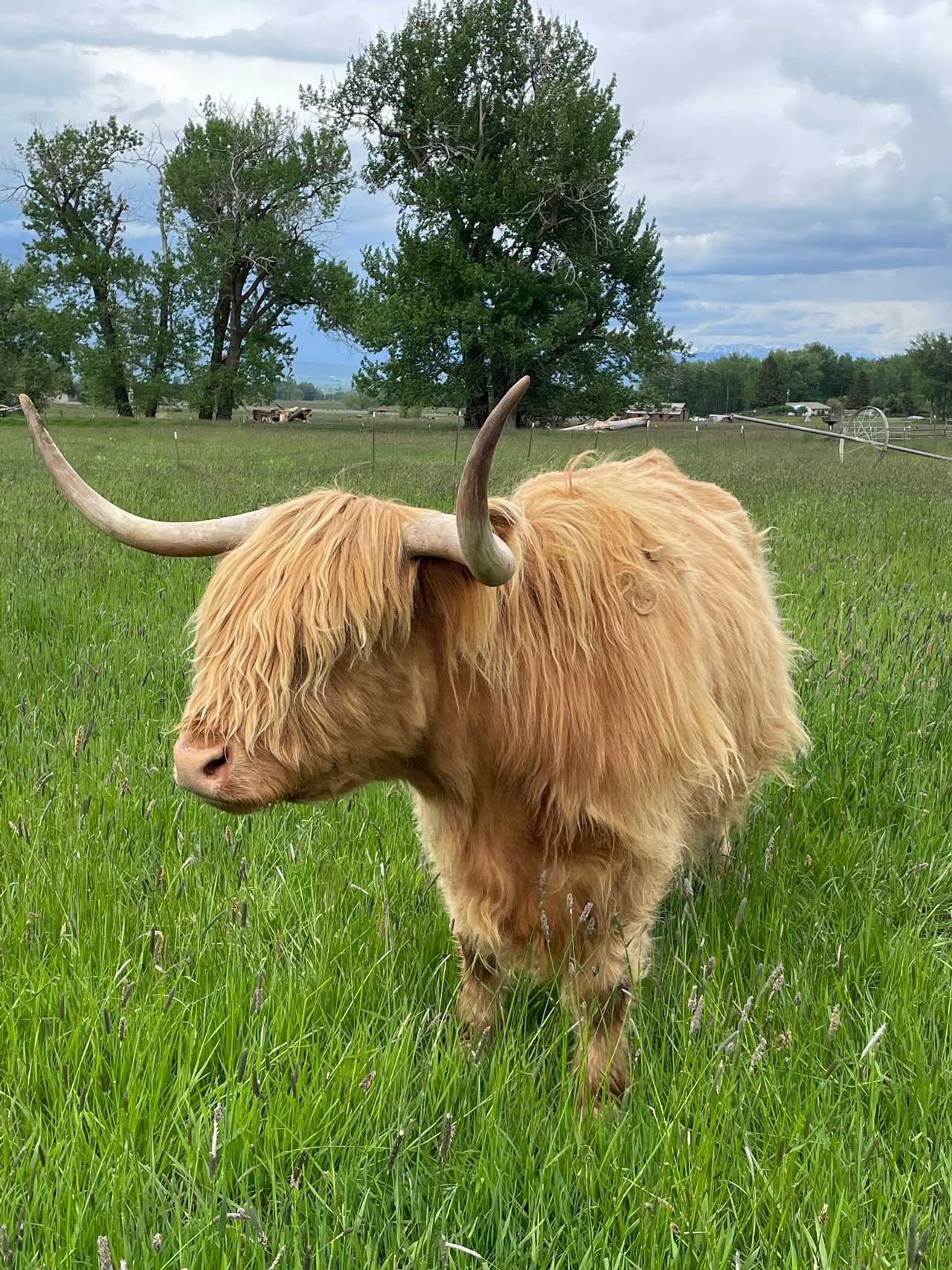 Ally | Registered Scottish Highland Cow | Olds Souls Farm | Baker City, Oregon