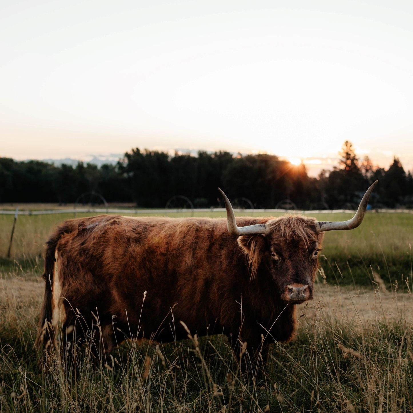 Bonnie of Yukon + Somerset Brodie Axel (heifer sexed)