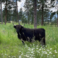 Belle | Registered Scottish Highland Cow | Olds Souls Farm | Baker City, Oregon