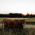Bonnie of Yukon | Registered Scottish Highland Cow | Olds Souls Farm | Baker City, Oregon