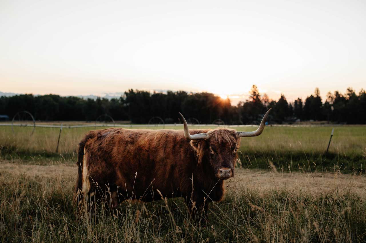 Bonnie of Yukon | Registered Scottish Highland Cow | Olds Souls Farm | Baker City, Oregon