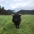 Bran | Unregistered Scottish Highland Cow | Olds Souls Farm | Baker City, Oregon