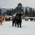 Elgin | Unregistered Scottish Highland Cow | Olds Souls Farm | Baker City, Oregon