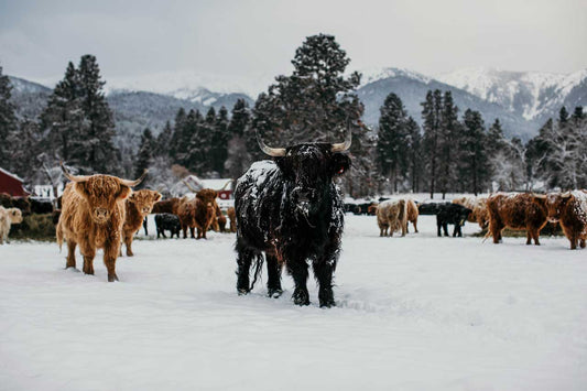 Elgin | Unregistered Scottish Highland Cow | Olds Souls Farm | Baker City, Oregon