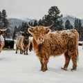 Elspeth | Registered Scottish Highland Cow | Olds Souls Farm | Baker City, Oregon