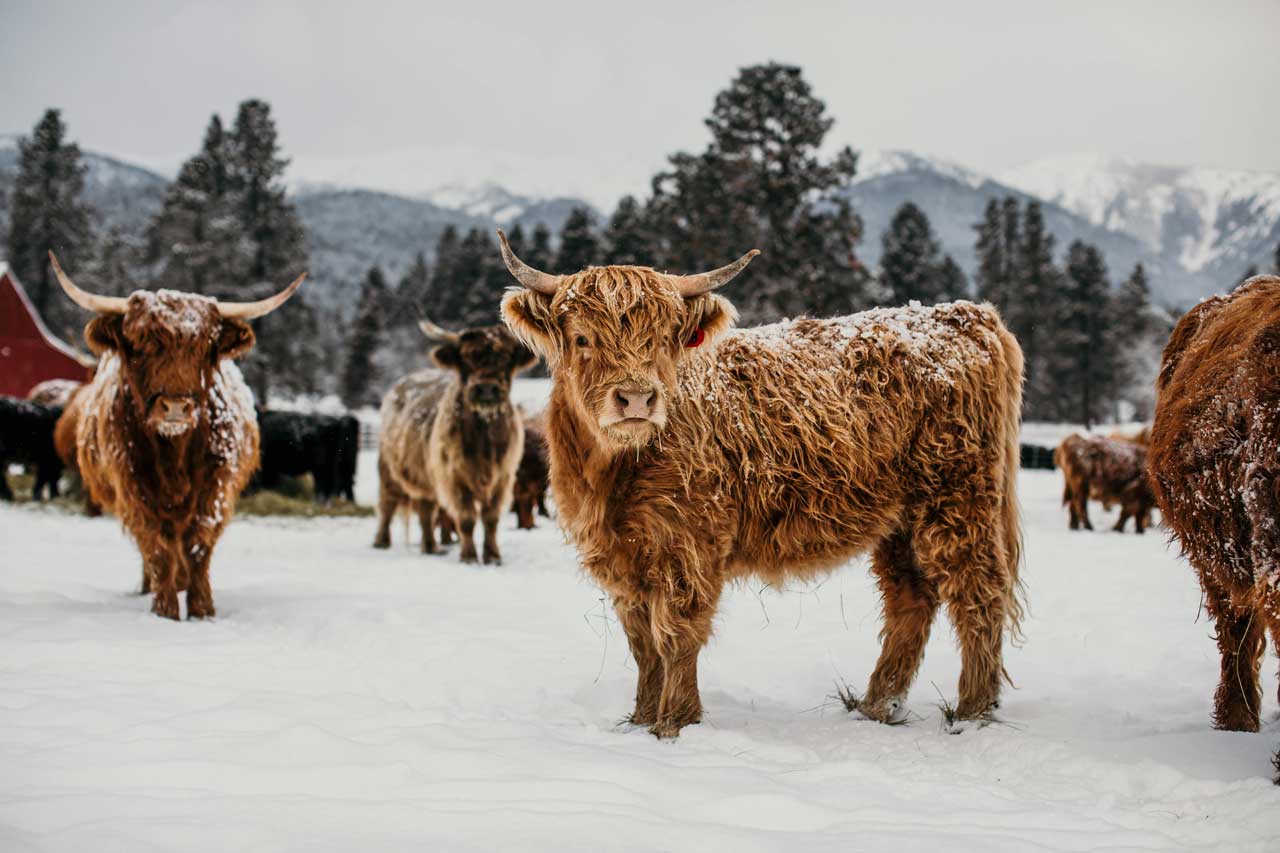 Elspeth | Registered Scottish Highland Cow | Olds Souls Farm | Baker City, Oregon