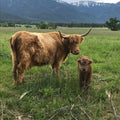 Fiona | Registered Scottish Highland Cow | Olds Souls Farm | Baker City, Oregon
