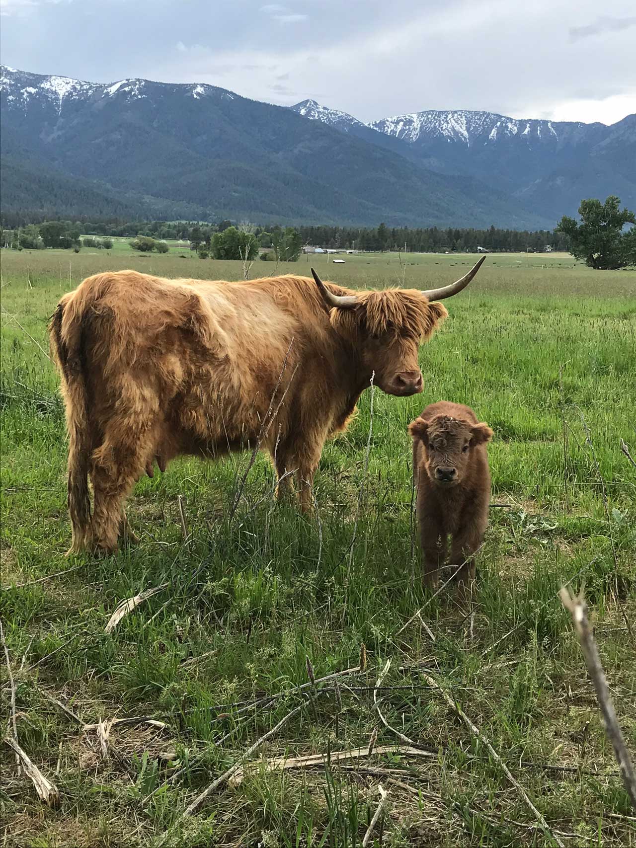 Fiona | Registered Scottish Highland Cow | Olds Souls Farm | Baker City, Oregon