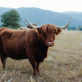 Heather | Registered Scottish Highland Cow | Olds Souls Farm | Baker City, Oregon