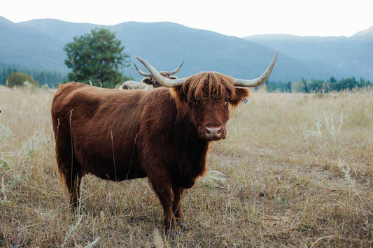 Heather | Registered Scottish Highland Cow | Olds Souls Farm | Baker City, Oregon