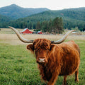 Helma | Unregistered Scottish Highland Cow | Olds Souls Farm | Baker City, Oregon
