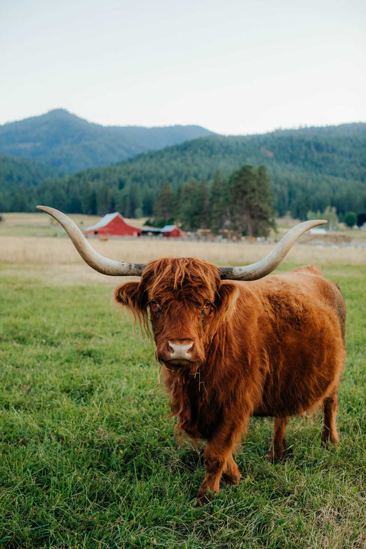 Helma | Unregistered Scottish Highland Cow | Olds Souls Farm | Baker City, Oregon