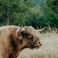 Henry | Scottish Highland Bull | Olds Souls Farm | Baker City, Oregon