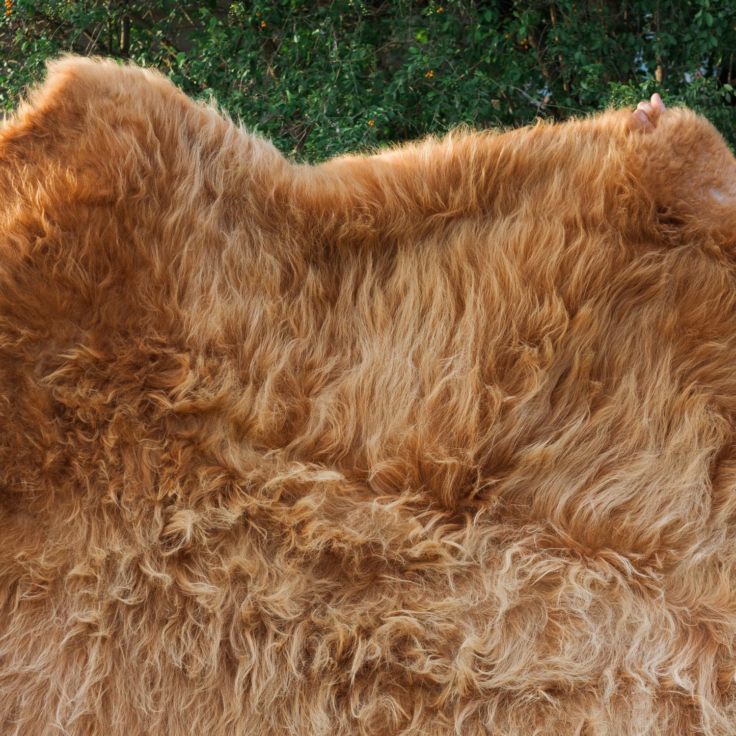 Scottish Highland Hide