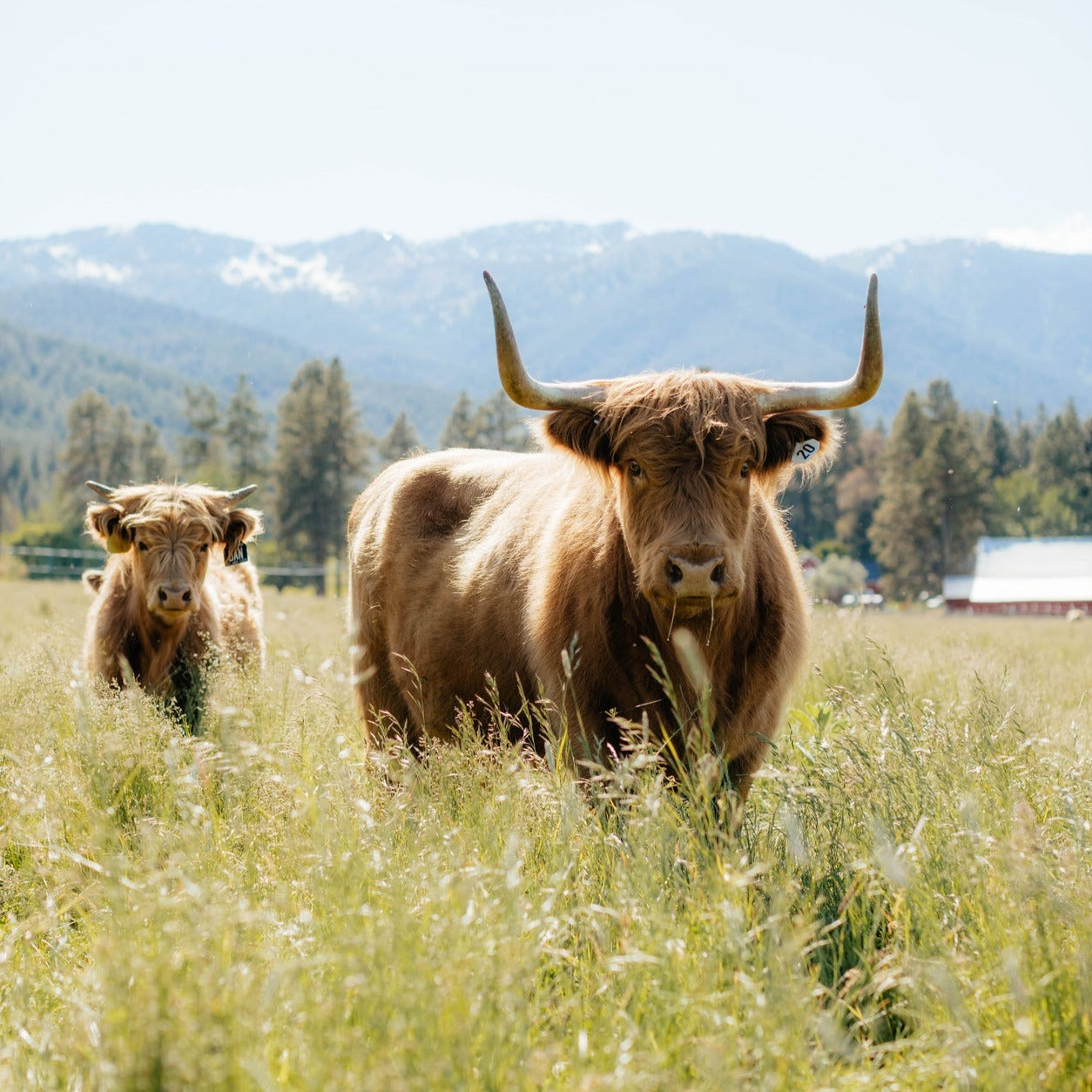 SP Honey '15 + Somerset Brodie Axel (heifer sexed)