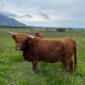 Inverness | Unregistered Scottish Highland Cow | Olds Souls Farm | Baker City, Oregon