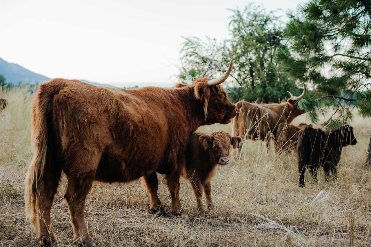 Rosie | Registered Scottish Highland Cow | Olds Souls Farm | Baker City, Oregon