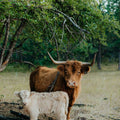 Isabella | Registered Scottish Highland Cow | Olds Souls Farm | Baker City, Oregon
