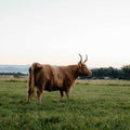 Izzy | Registered Scottish Highland Cow | Olds Souls Farm | Baker City, Oregon