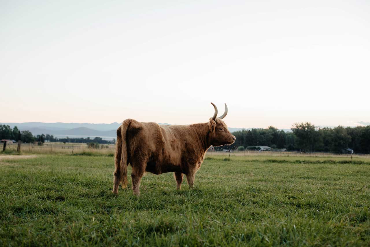 Izzy | Registered Scottish Highland Cow | Olds Souls Farm | Baker City, Oregon