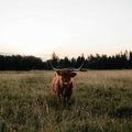 Kabar | Unregistered Scottish Highland Cow | Olds Souls Farm | Baker City, Oregon