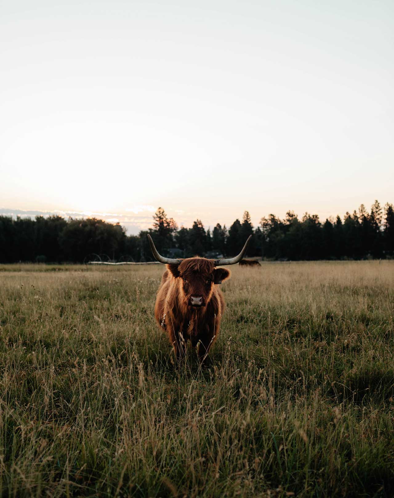 Kabar | Unregistered Scottish Highland Cow | Olds Souls Farm | Baker City, Oregon