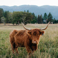 Keely | Registered Scottish Highland Cow | Olds Souls Farm | Baker City, Oregon