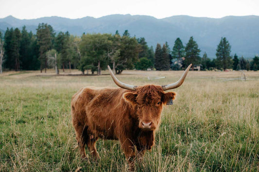 Keely | Registered Scottish Highland Cow | Olds Souls Farm | Baker City, Oregon