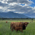 McKenna | Registered Scottish Highland Cow | Olds Souls Farm | Baker City, Oregon