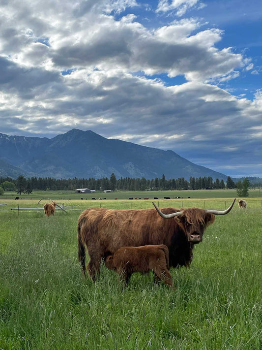 McKenna | Registered Scottish Highland Cow | Olds Souls Farm | Baker City, Oregon