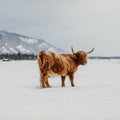 Meade | Registered Scottish Highland Cow | Olds Souls Farm | Baker City, Oregon