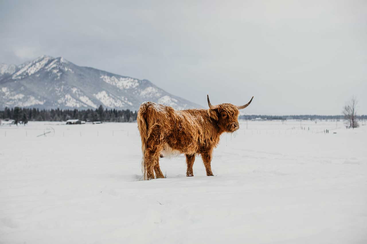 Meade | Registered Scottish Highland Cow | Olds Souls Farm | Baker City, Oregon