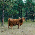 Nellie | Registered Scottish Highland Cow | Olds Souls Farm | Baker City, Oregon