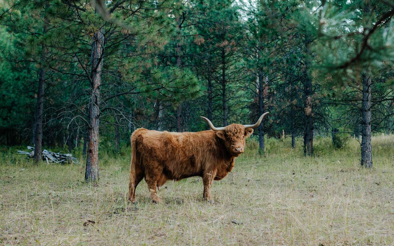 Nellie | Registered Scottish Highland Cow | Olds Souls Farm | Baker City, Oregon