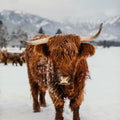 Nessy | Unregistered Scottish Highland Cow | Olds Souls Farm | Baker City, Oregon