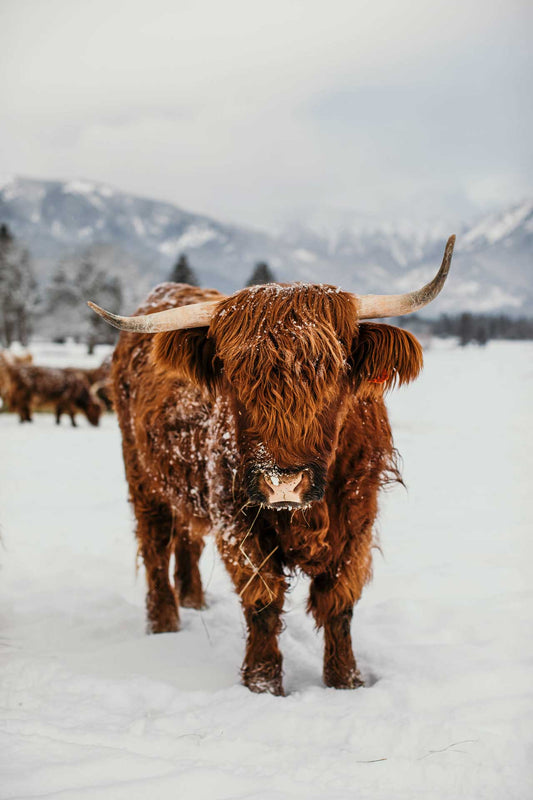 Nessy | Unregistered Scottish Highland Cow | Olds Souls Farm | Baker City, Oregon